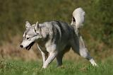 SIBERIAN HUSKY 800